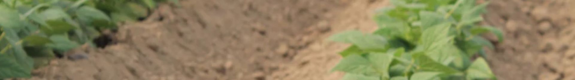 Banner-header
